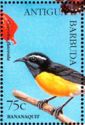 Bananaquit (Coereba flaveola)